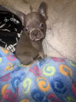 MAX  lilac fawn, a male French Bulldog for sale in The Villages, FL – 5 of 6