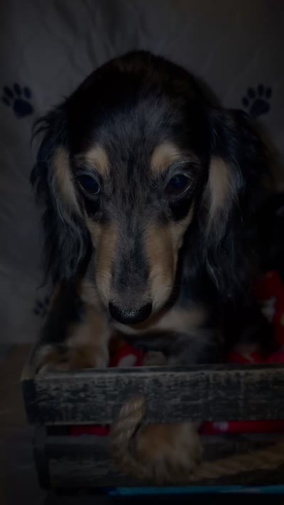 Mocha dapple girl, a female Miniature Dachshund for sale in Ocala, FL – 5 of 6