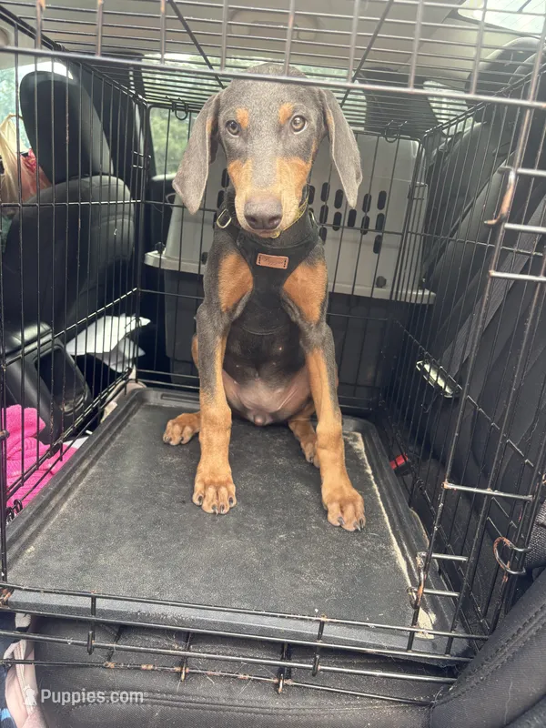REX 850 OBO – Doberman Pinscher puppy for sale in The Villages, FL