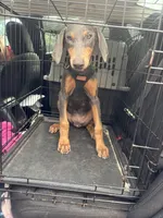 REX 850 OBO, a female Doberman Pinscher for sale in The Villages, FL – 1 of 3