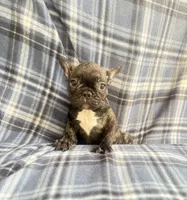 Britney brindle $1250, a female French Bulldog for sale in The Villages, FL – 4 of 4