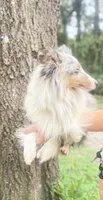 BAILEY $1500, a female Shetland Sheepdog for sale in The Villages, FL – 4 of 6