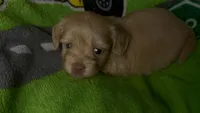 Betty light golden , a female Shih Tzu and Miniature Dachshund for sale in The Villages, FL – 6 of 7