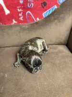 BRITNEY brindle girl , a female French Bulldog for sale in The Villages, FL – 3 of 7