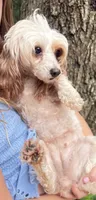 BUNNY miniature poodle $1250, a female German Shepherd Dog for sale in The Villages, FL – 3 of 6