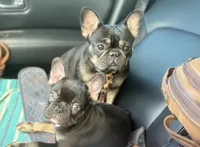 Henry the the chocolate and tan, a male French Bulldog for sale in The Villages, FL – 6 of 9