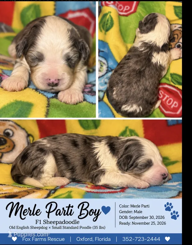 Bobby Sheepadoodle $950 – Old English Sheepdog, Poodle - Multi-Colored Standard puppy for sale in The Villages, FL