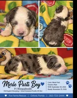 Bobby Sheepadoodle $950, a male Old English Sheepdog and Poodle - Multi-Colored Standard for sale in The Villages, FL – 1 of 6
