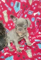 Gemma  $1350 lilac & tan, a female French Bulldog for sale in The Villages, FL – 2 of 6