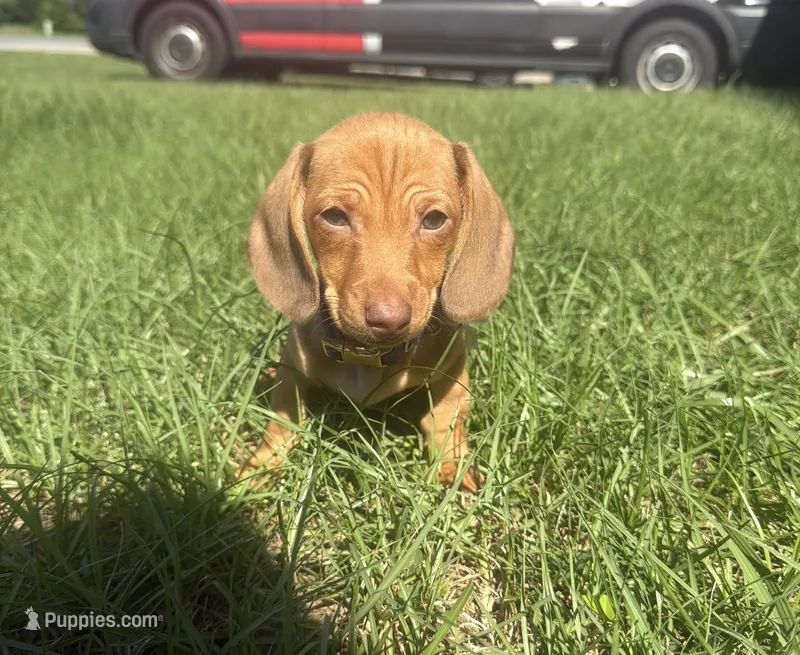 Ellie $1250 – Miniature Dachshund puppy for sale in The Villages, FL