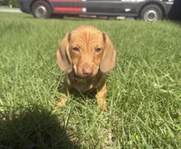 Ellie $1250, a female Miniature Dachshund for sale in The Villages, FL – 1 of 2