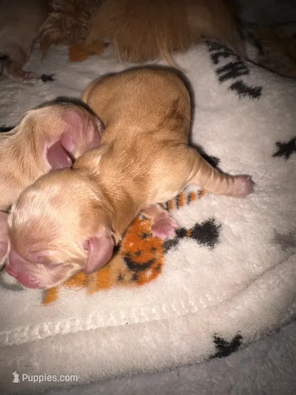 Brody golden boy – Shih Tzu, Miniature Dachshund puppy for sale in The Villages, FL