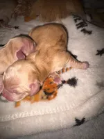 Brody golden boy, a male Shih Tzu and Miniature Dachshund for sale in The Villages, FL – 1 of 6