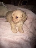 Betty light golden , a female Shih Tzu and Miniature Dachshund for sale in The Villages, FL – 2 of 7
