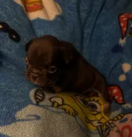 Henry the the chocolate and tan, a male French Bulldog for sale in The Villages, FL – 2 of 9