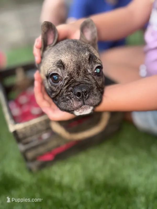 Fiona Frenchie – French Bulldog puppy for sale in Ocala, FL