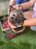 Fiona Frenchie, a female French Bulldog for sale in Ocala, FL – 1 of 6