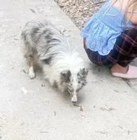 BAILEY $1500, a female Shetland Sheepdog for sale in The Villages, FL – 6 of 6