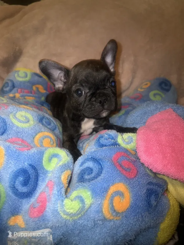 BRITNEY  – French Bulldog puppy for sale in The Villages, FL