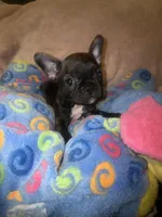 BRITNEY , a female French Bulldog for sale in The Villages, FL – 1 of 8
