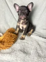 Buddy $1100, a male French Bulldog for sale in The Villages, FL – 1 of 10