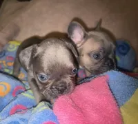 Gemma grey, a female French Bulldog for sale in The Villages, FL – 7 of 9