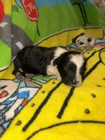 BEN black & white $1200, a male Old English Sheepdog and Poodle - Multi-Colored Standard for sale in The Villages, FL – 1 of 3
