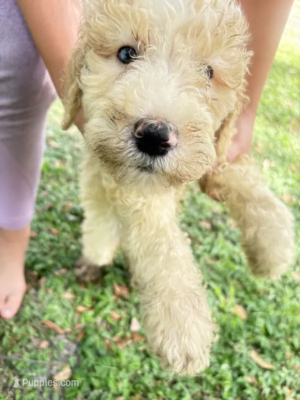 BOSS  gold and white parti $500 one BLUE EYE – Poodle - Multi-Colored Standard, Pyredoodle puppy for sale in The Villages, FL