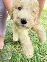 BOSS  gold and white parti $500 one BLUE EYE, a male Poodle - Multi-Colored Standard and Pyredoodle for sale in The Villages, FL – 1 of 10