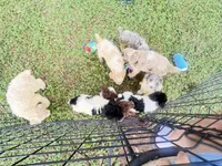 BOSS  gold and white parti $500 one BLUE EYE, a male Poodle - Multi-Colored Standard and Pyredoodle for sale in The Villages, FL – 10 of 10