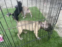 Fiona Frenchie, a female French Bulldog for sale in Ocala, FL – 6 of 6