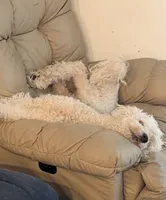 Frank the poodle (OBO), a male Poodle - Standard  for sale in The Villages, FL – 3 of 4