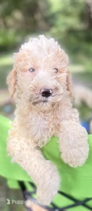 BOSS  gold and white parti $475 one BLUE EYE – Poodle - Multi-Colored Standard, Pyredoodle puppy for sale in The Villages, FL