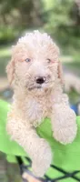 BOSS  gold and white parti $475 one BLUE EYE, a male Poodle - Multi-Colored Standard and Pyredoodle for sale in The Villages, FL – 1 of 10