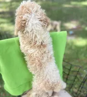 BOSS  gold and white parti $475 one BLUE EYE, a male Poodle - Multi-Colored Standard and Pyredoodle for sale in The Villages, FL – 2 of 10