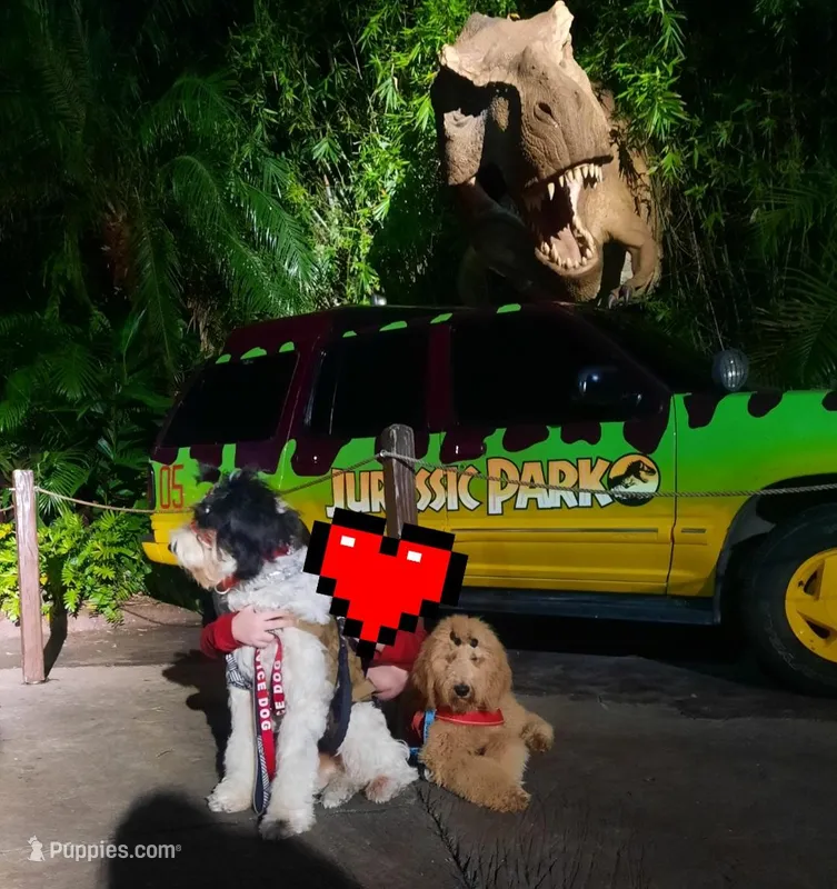 BRODY SDIT (Service Dog 🐕‍🦺)