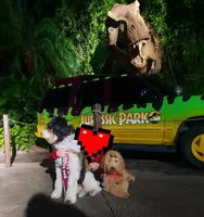 BRODY SDIT (Service Dog 🐕‍🦺), a male Goldendoodle for sale in Ocala, FL – Photo 1 of 9