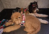 BRODY SDIT (Service Dog 🐕‍🦺), a male Goldendoodle for sale in Ocala, FL – Photo 2 of 9