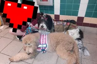 BRODY SDIT (Service Dog 🐕‍🦺), a male Goldendoodle for sale in Ocala, FL – Photo 4 of 9