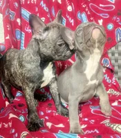 Gemma  $1350 lilac & tan, a female French Bulldog for sale in The Villages, FL – 3 of 6