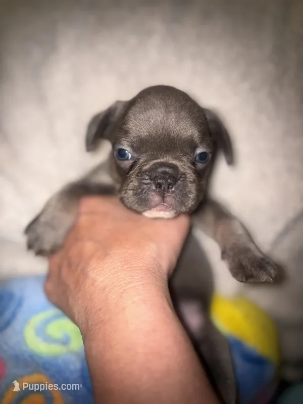 Gemma grey – French Bulldog puppy for sale in The Villages, FL