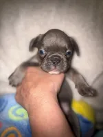 Gemma grey, a female French Bulldog for sale in The Villages, FL – 1 of 9