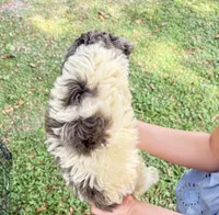 Sadie Merle parti color $650, a female Poodle - Multi-Colored Standard and Pyredoodle for sale in The Villages, FL – 3 of 5
