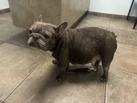 Bluey, a female French Bulldog for sale in Ocala, FL – Photo 2 of 2