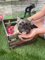 Fiona fawn girl , a female French Bulldog for sale in Ocala, FL – 6 of 7
