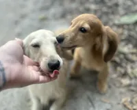 Shaded cream, a female Miniature Dachshund for sale in Ocala, FL – Photo 4 of 4