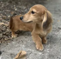 Shaded cream, a female Miniature Dachshund for sale in Ocala, FL – Photo 1 of 4