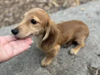 Shaded cream, a female Miniature Dachshund for sale in Ocala, FL – Photo 3 of 4