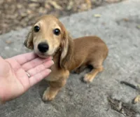 Shaded cream, a female Miniature Dachshund for sale in Ocala, FL – Photo 2 of 4