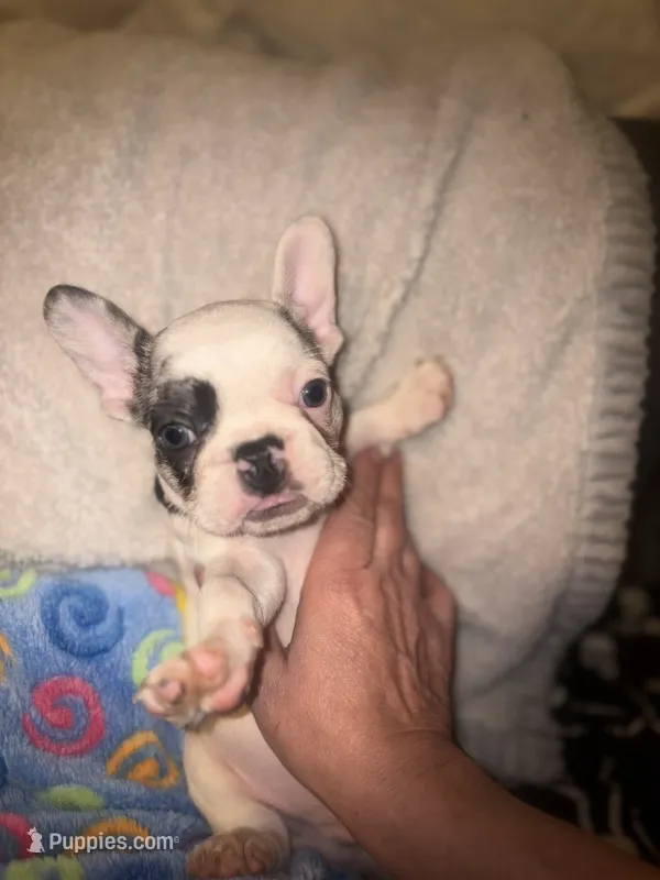 GHOST $1800 – French Bulldog puppy for sale in The Villages, FL